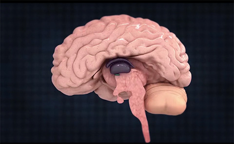 药物机制3D动画演示