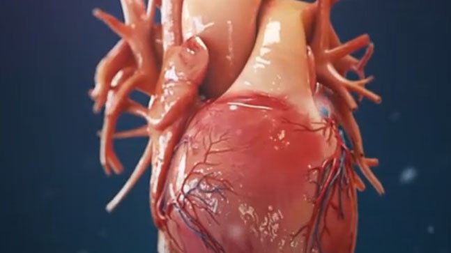 3D人体器官图像